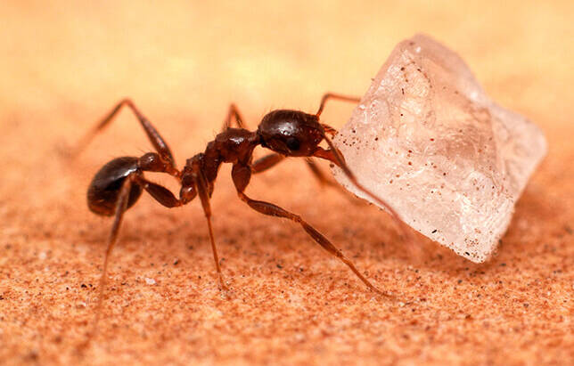 5 Ways to Stop Ants Coming Into Your Home