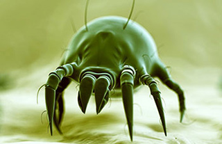 Dust Mites What do You Know about ?