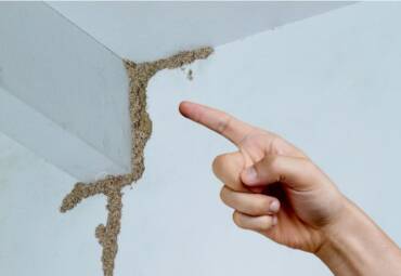 Signs of Termite infestation