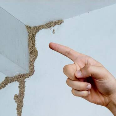 termites-signs.jpg