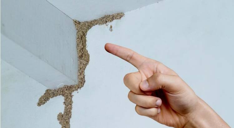 Signs of Termite infestation