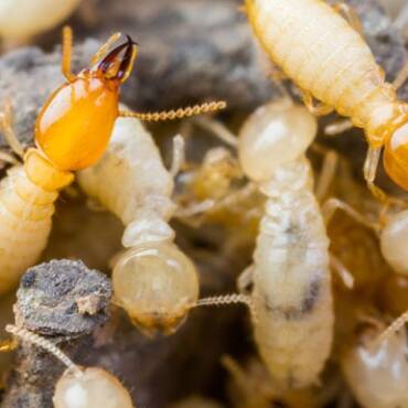 termites1.jpg