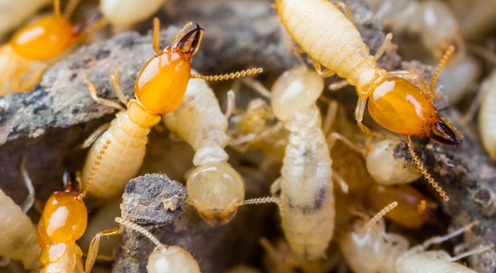 How Quickly Termites can Destroy a Home