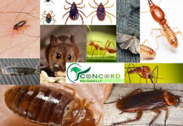 10 Most Common Home Pests and Why They are Dangerous