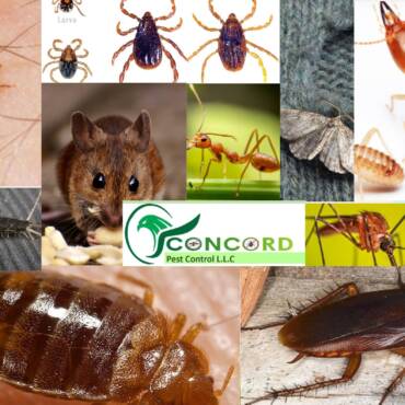 10-common-pests-images2.jpg
