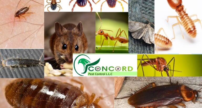 10 Most Common Home Pests and Why They are Dangerous