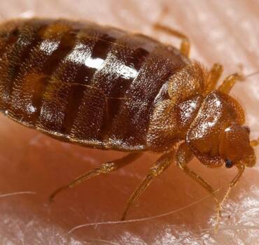 Bed Bugs Control