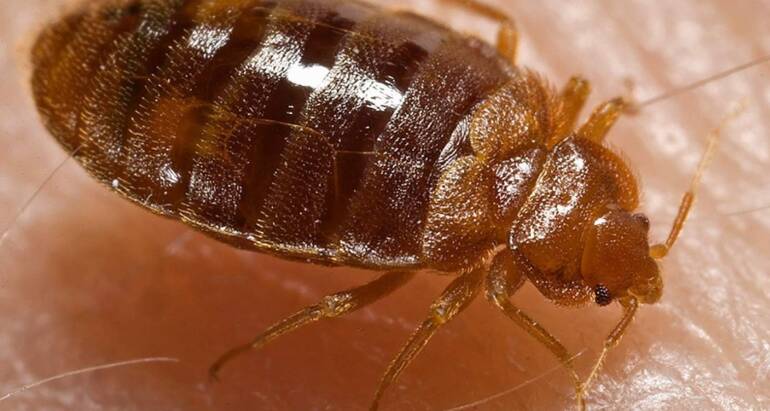 Bed Bugs Control