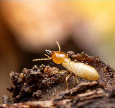 Termites Control