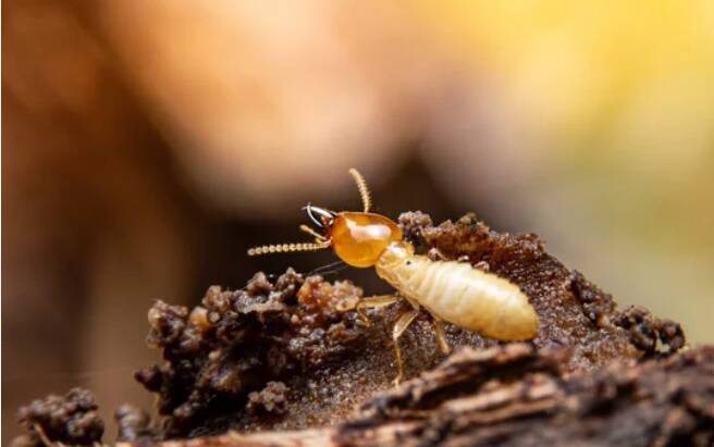Termites Control