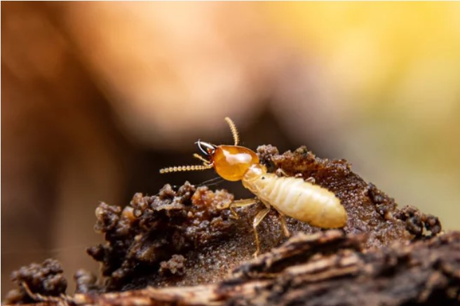 Termites Control