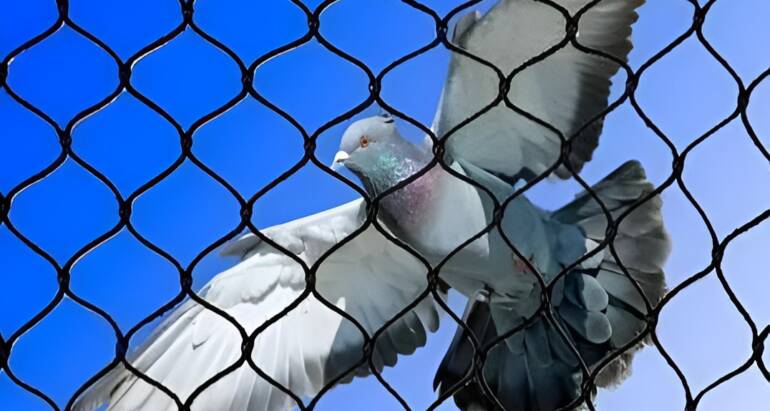 Bird Control