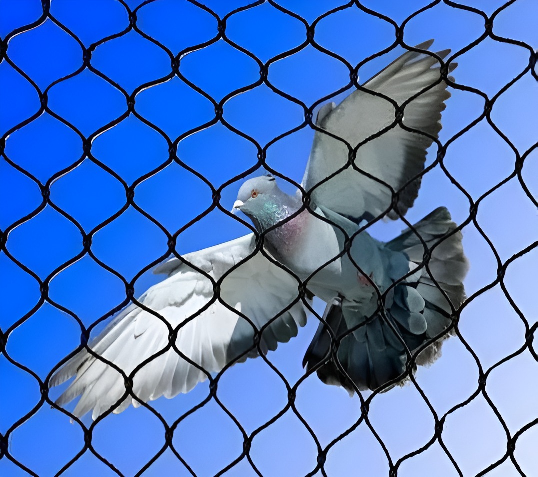 Bird Control