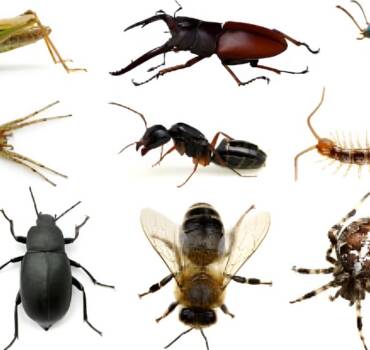 Insect Control