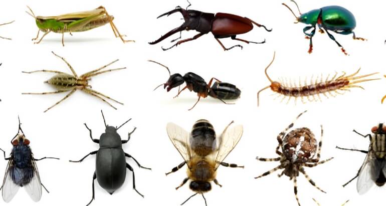 Insect Control