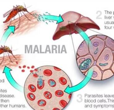 insect-disease-malaria.jpg