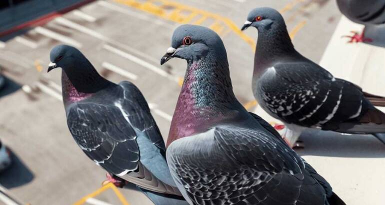 Hidden Hazards: The Unseen Threats of Bird Infestations