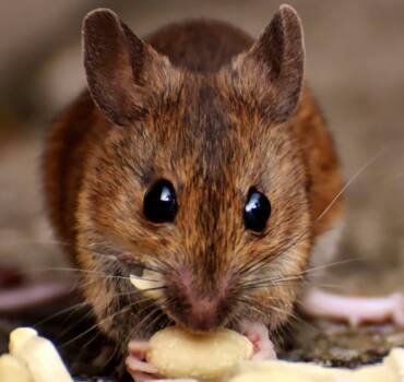 Rodent Control
