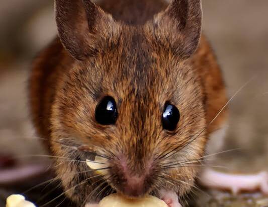 Rodent Control