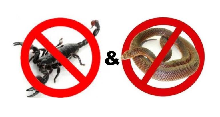 Scorpions and Snakes Control