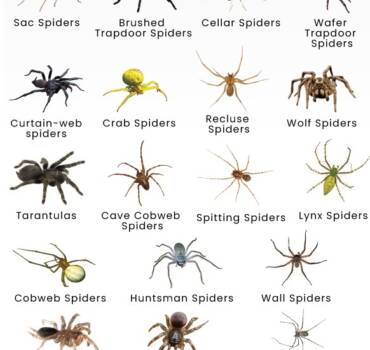 Spider Control