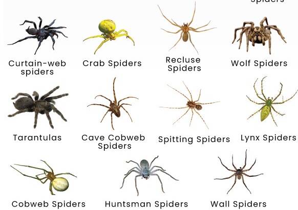 Spider Control