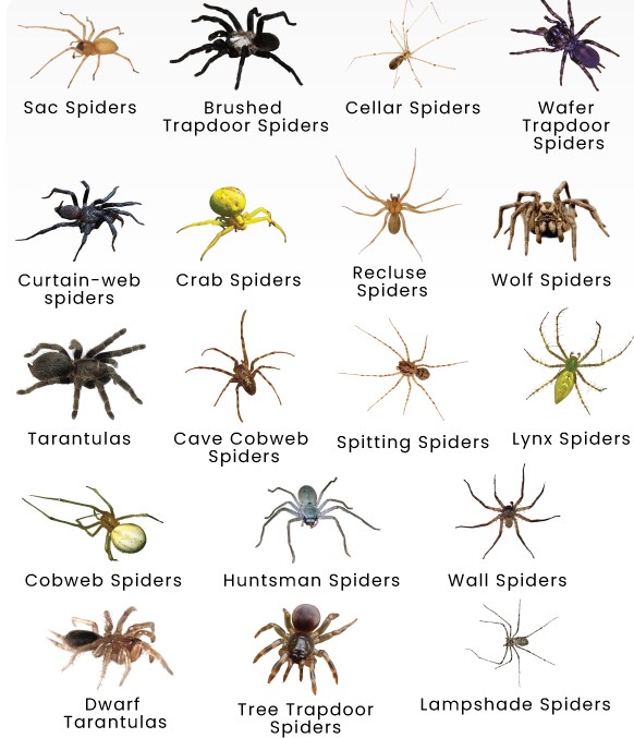 Spider Control