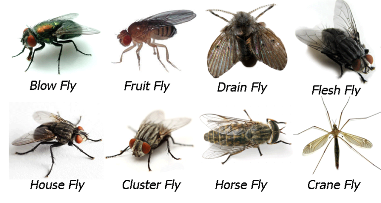 Flying Insects Control