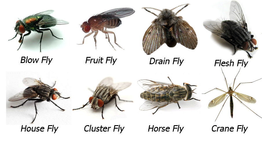 Flying Insects Control